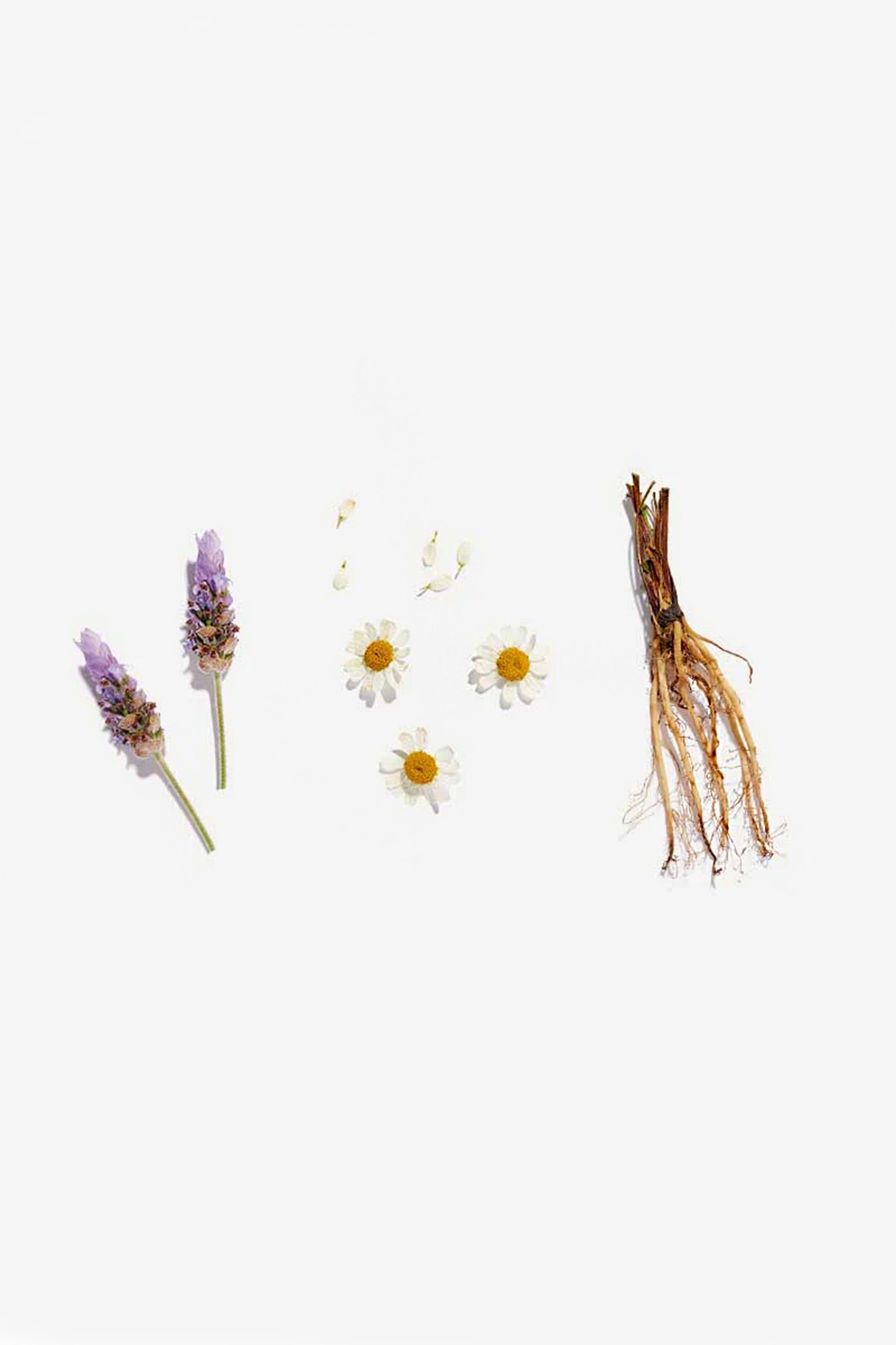 Sleep Loose Leaf Tea